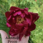 Пион Адольф Руссо