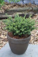Ель сербская Карел/Picea omorika