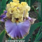 Ирис высокий бородатый REPERTOIRE