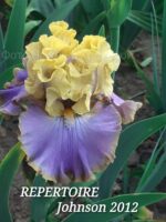 Ирис высокий бородатый REPERTOIRE