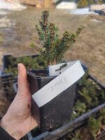 Ель сербская Карел/Picea omorika — изображение 2
