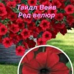 Петуния Тайдал Вейв
