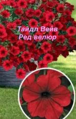 Петуния Тайдал Вейв