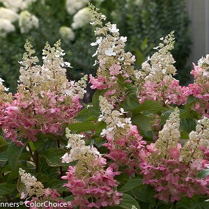 pinky_winky_hydrangea__14024.1661565407 Метельчатая гортензия Pinky Winky/Пинки Винки — изображение 1