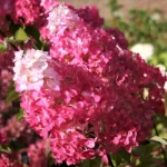 Melba Fraise. Метельчатая гортензия