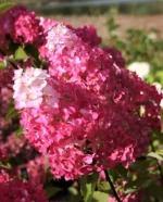 Melba Fraise. Метельчатая гортензия