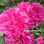 Пион Апассионата / Apassionata