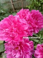 Пион Апассионата / Apassionata