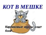Набор карликовых ирисов "Кот в мешке" 20шт