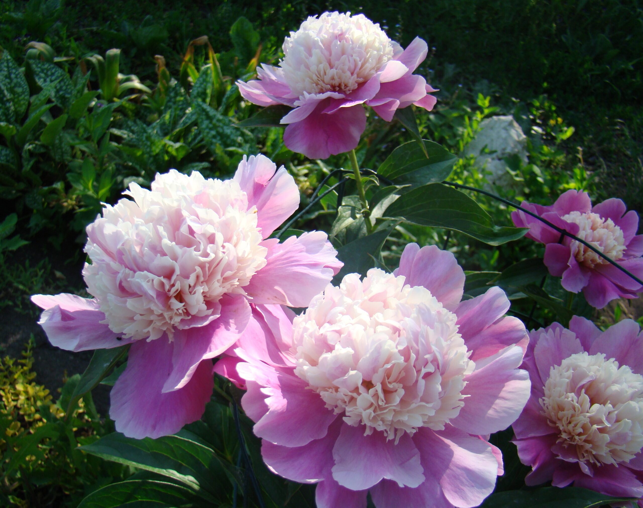 Cora Stubbs пион Cora Stubs — изображение 1