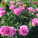 пион Edulis Superba