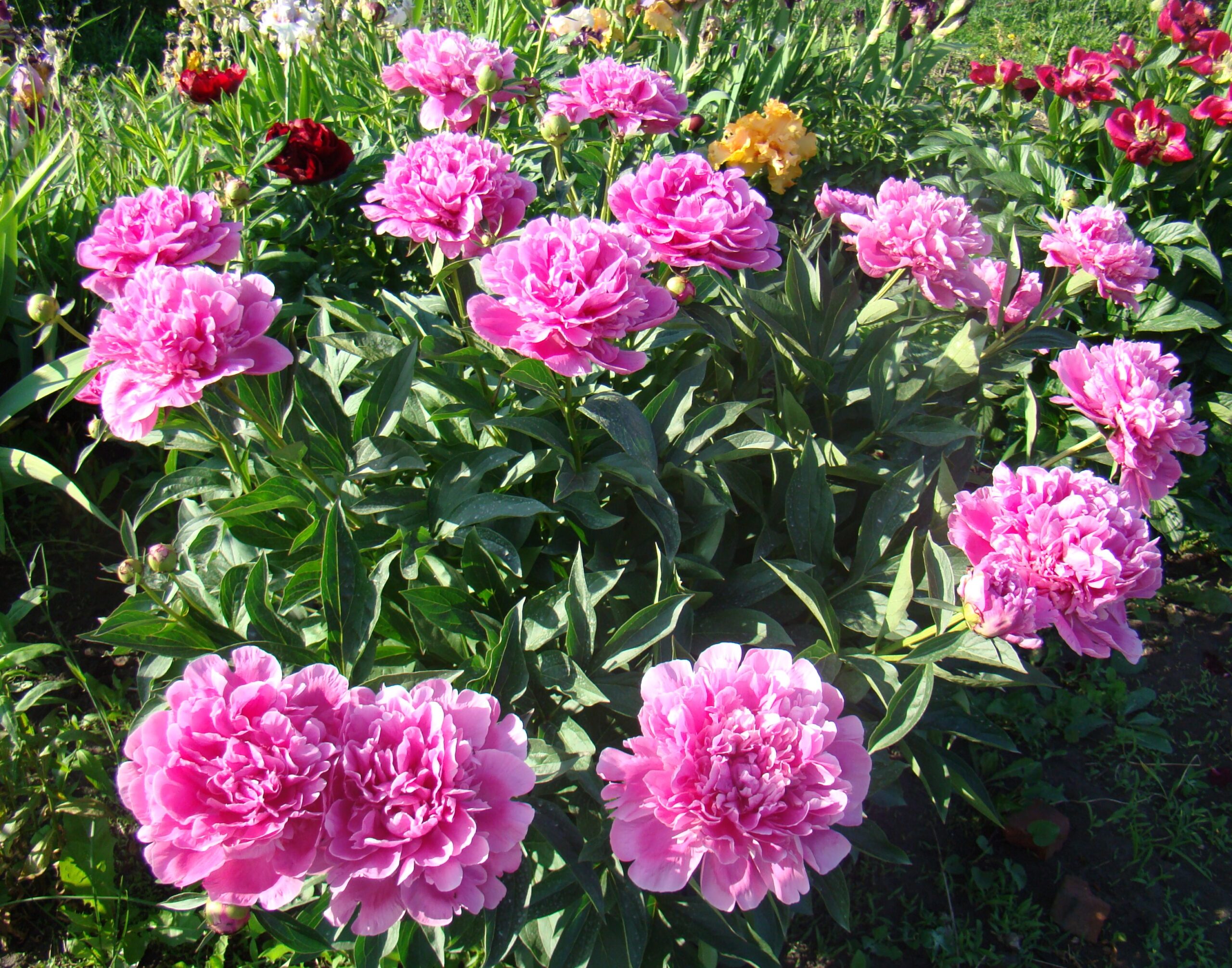 Edulis Superba пион Edulis Superba — изображение 1