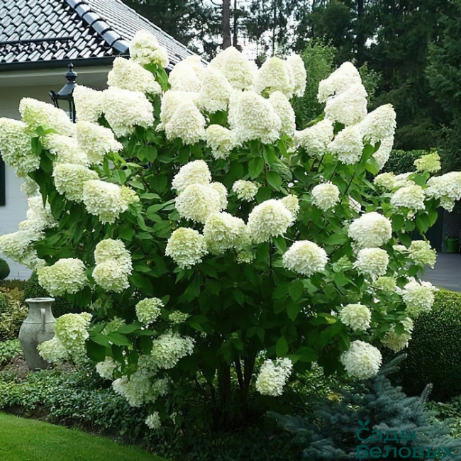 hydrangea-paniculata-polar-bear-650x650 Polar Bear. Метельчатая гортензия — изображение 1