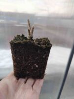Метельчатая гортензия Strawberry Blossom/Строберри Блоссом